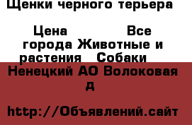 Щенки черного терьера › Цена ­ 35 000 - Все города Животные и растения » Собаки   . Ненецкий АО,Волоковая д.